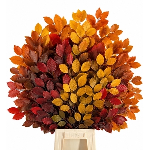 Faggio Preserved Autumn (beech,beuk)