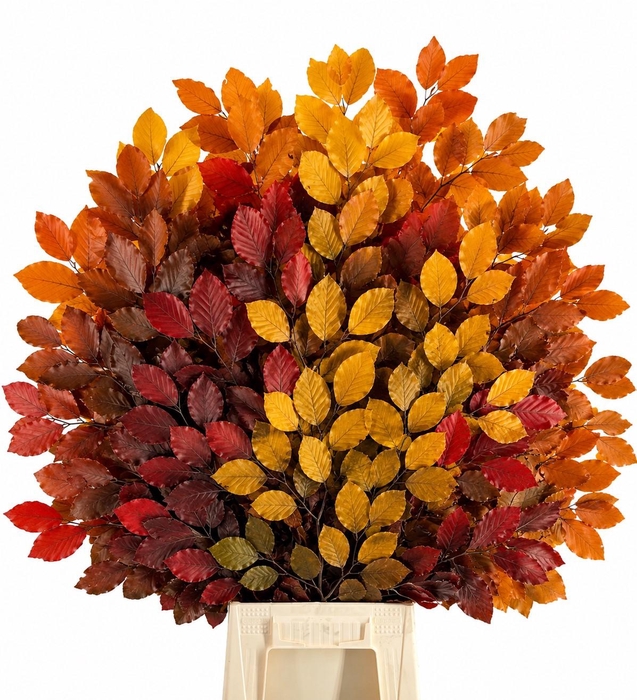 <h4>Faggio Preserved Autumn (beech,beuk)</h4>