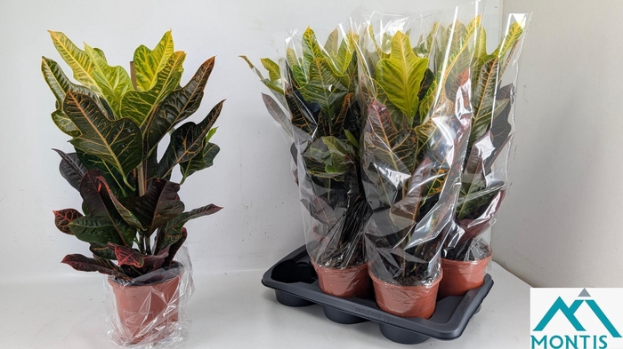 <h4>COD GR EXCELLENT</h4>