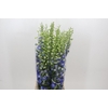 Delph Du Elatum Aurora Blue