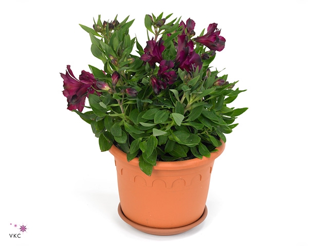 Alstroemeria  'Intic Dark Purple'