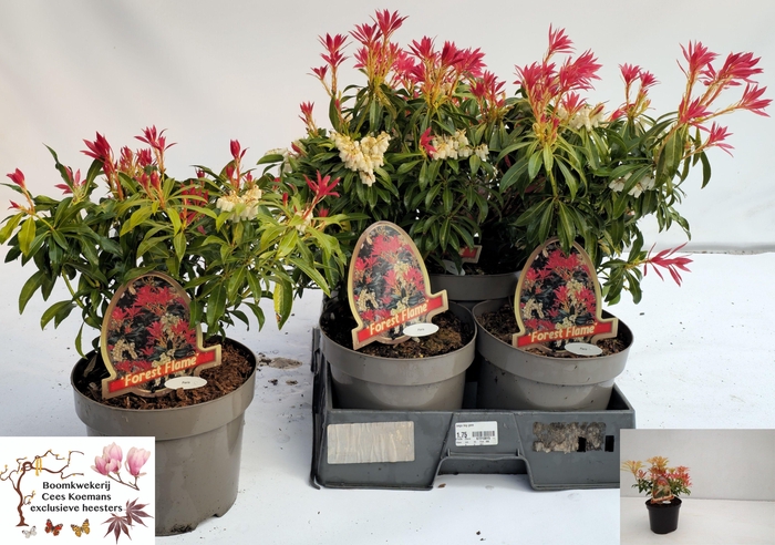<h4>PIERIS FOREST FLAME</h4>
