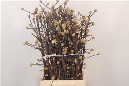 <h4>Viburnum Bodn Ch Lamont</h4>