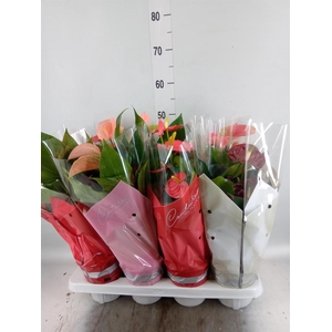 Anthurium   ...mix 4