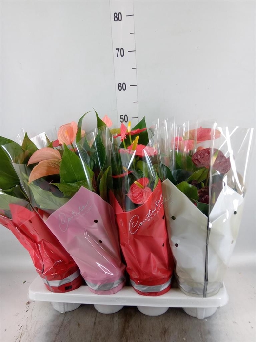 <h4>Anthurium ...mix 4</h4>