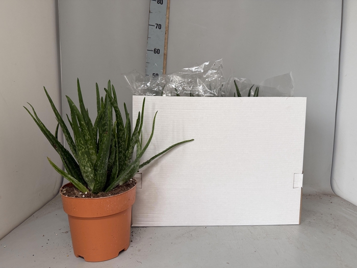<h4>ALOE VERA</h4>