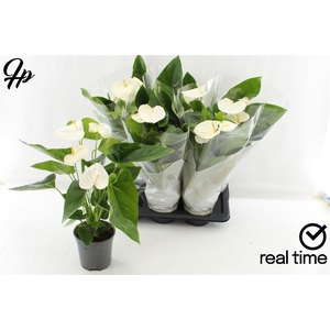 Anthurium (Andreanum Grp) Alaska-
