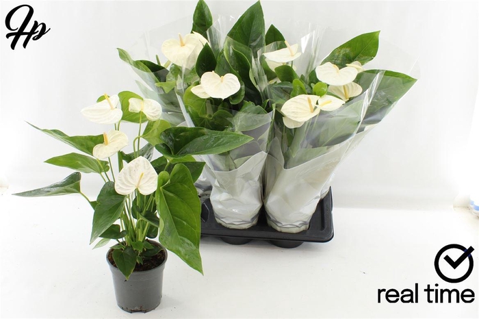 <h4>Anthurium (Andreanum Grp) Alaska-</h4>
