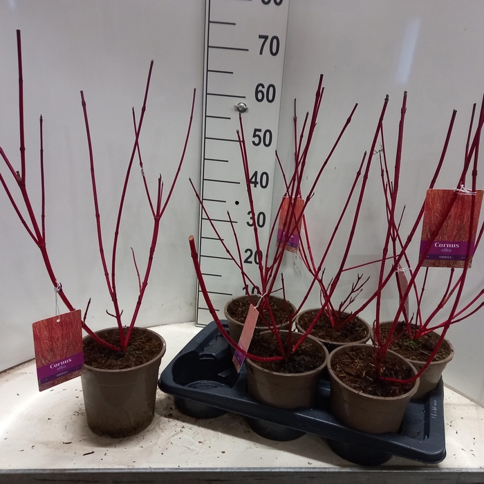 <h4>CORN ALBA SIBIRICA</h4>