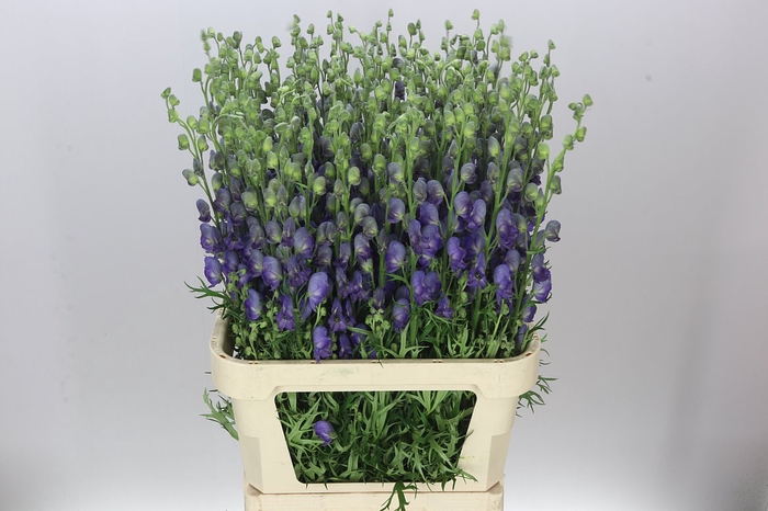 <h4>Aconitum Napellus</h4>