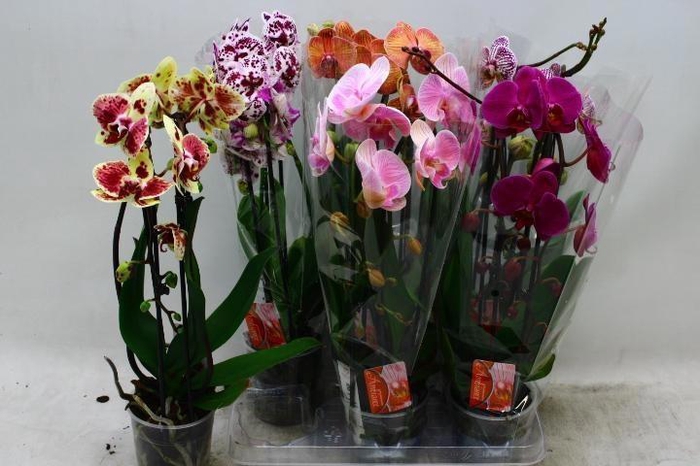 <h4>PHAL EL CASCADE</h4>