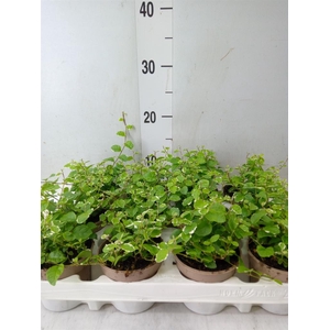 Ficus pumila 'White Sunny'