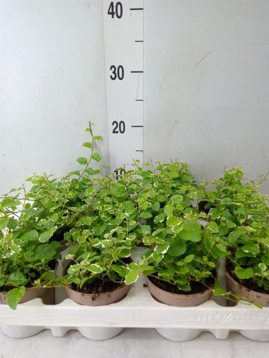 <h4>Ficus pumila 'White Sunny'</h4>