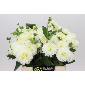 Dahlia White Cap