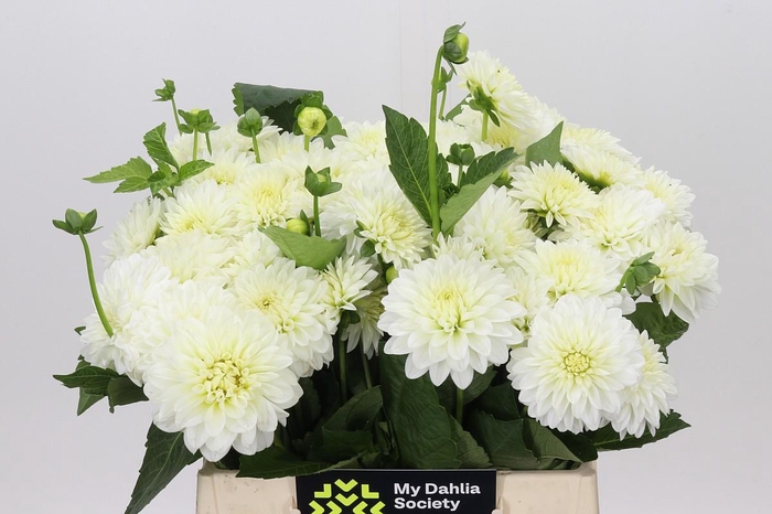 <h4>Dahlia White Cap</h4>