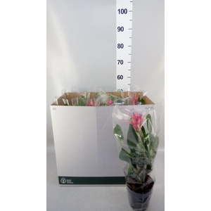 Aechmea fasciata 'Primera'