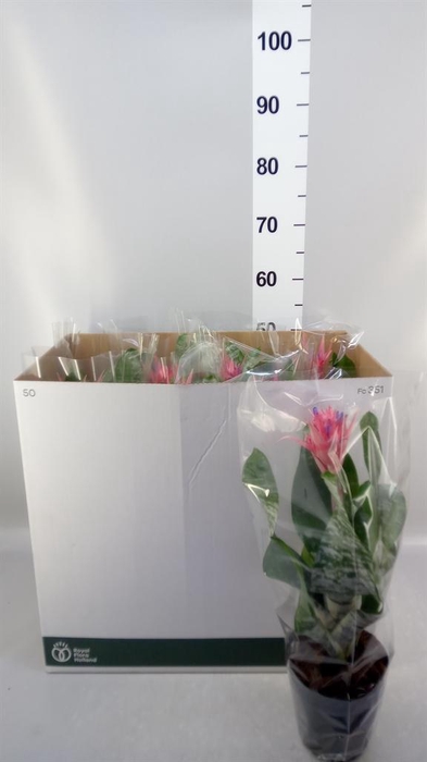 <h4>Aechmea fasciata 'Primera'</h4>