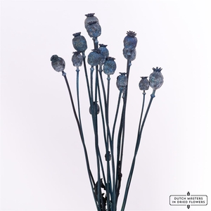 Dried Papaver X5 Dark Blue Bunch