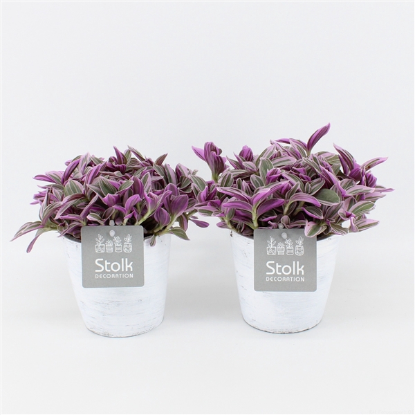 <h4>Tradescantia Sweetness 10,5 in White Wash pot</h4>