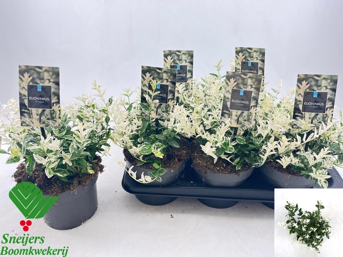 <h4>EUONYMUS FO HARLEQUI</h4>