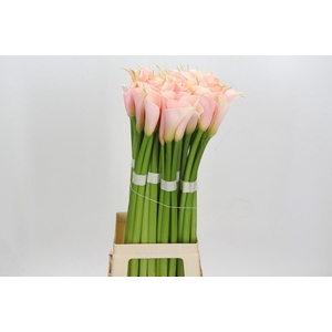 Zantedeschia Eydolls Salmon