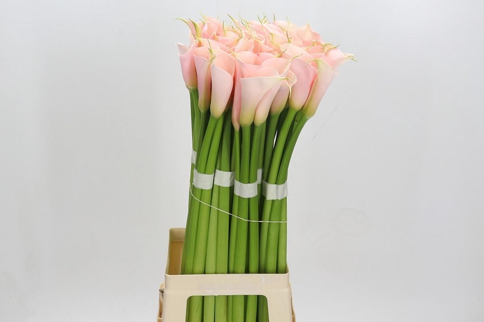 <h4>Zantedeschia Eydolls Salmon</h4>