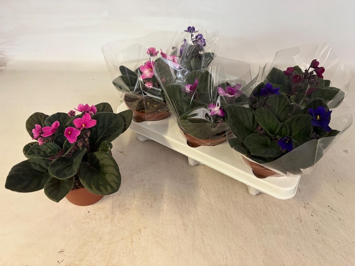 <h4>SAINTP GEM 6 KL</h4>