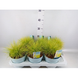 Festuca glauca 'Amigold'