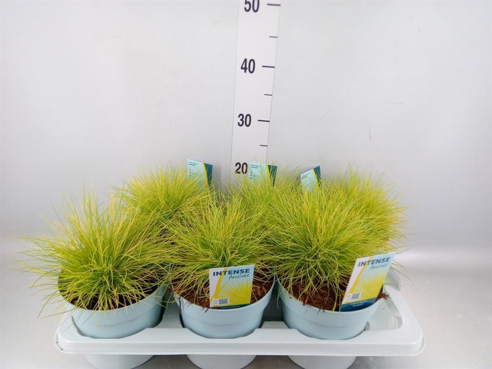 <h4>Festuca glauca 'Amigold'</h4>