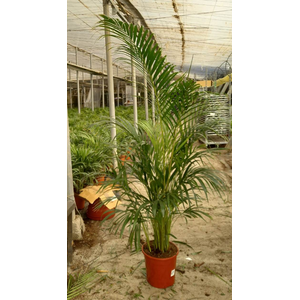 Areca catechu
