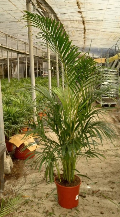 <h4>Areca catechu</h4>