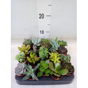 Succulents   ...