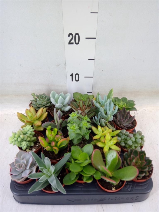 <h4>Succulents   ...</h4>