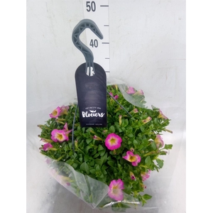 Petunia  'Surfinia'   ...