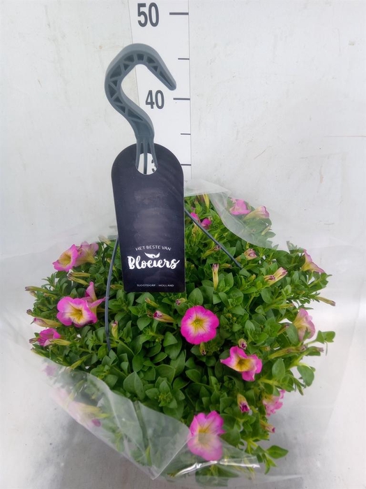 <h4>Petunia  'Surfinia'   ...</h4>