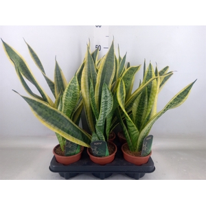 Sansevieria trifa. 'Futura Superba'