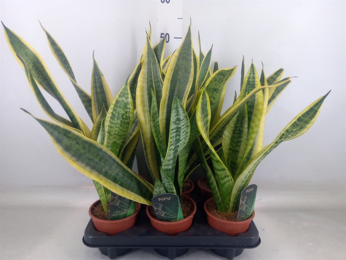 <h4>Sansevieria trifa. 'Futura Superba'</h4>