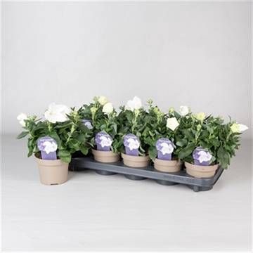 PLATYCO GR ASTRA WHI