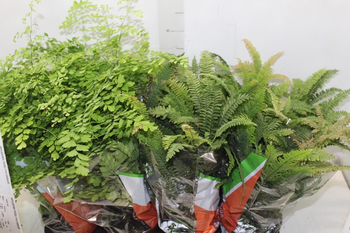 <h4>AVENCA VARIADA P15</h4>