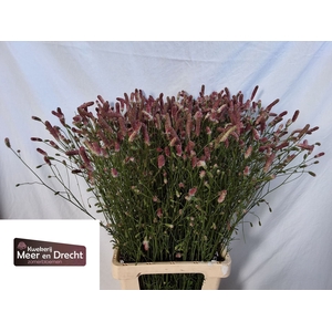Sanguisorba Pink Tanna