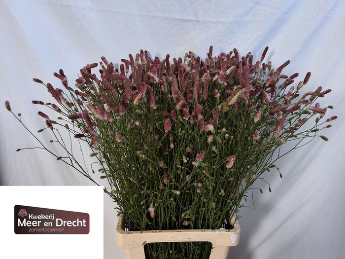 <h4>Sanguisorba Pink Tanna</h4>