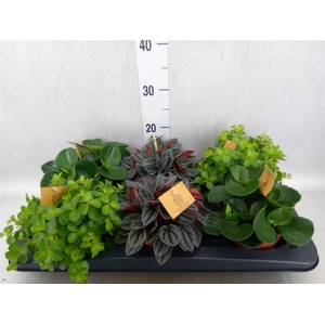 Peperomia   ...mix