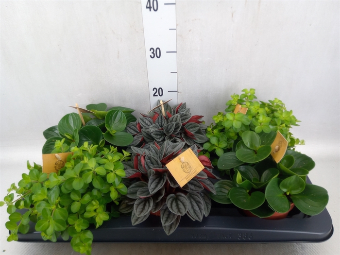 Peperomia   ...mix