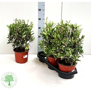 OLEA EUROPAEA