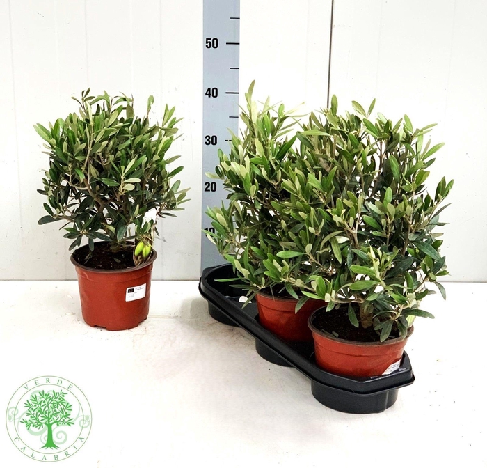 <h4>OLEA EUROPAEA</h4>