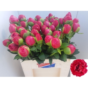 PAEO COM PERFORMANCE