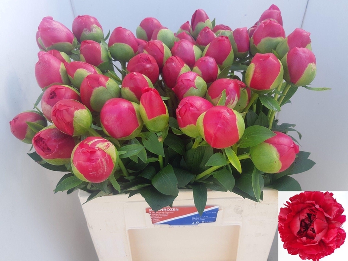 <h4>PAEO COM PERFORMANCE</h4>