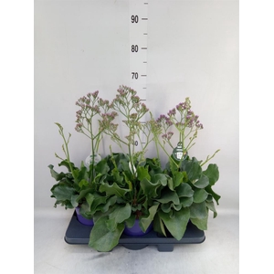 Limonium  'Salt Lake'