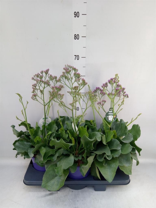 <h4>Limonium  'Salt Lake'</h4>