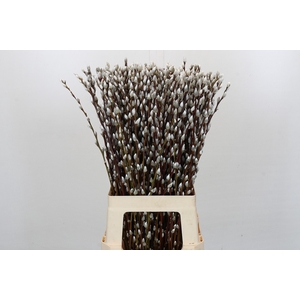 Salix Caprea Snow Flake Premium